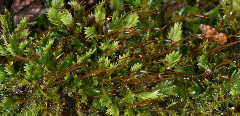Fissidens dubius